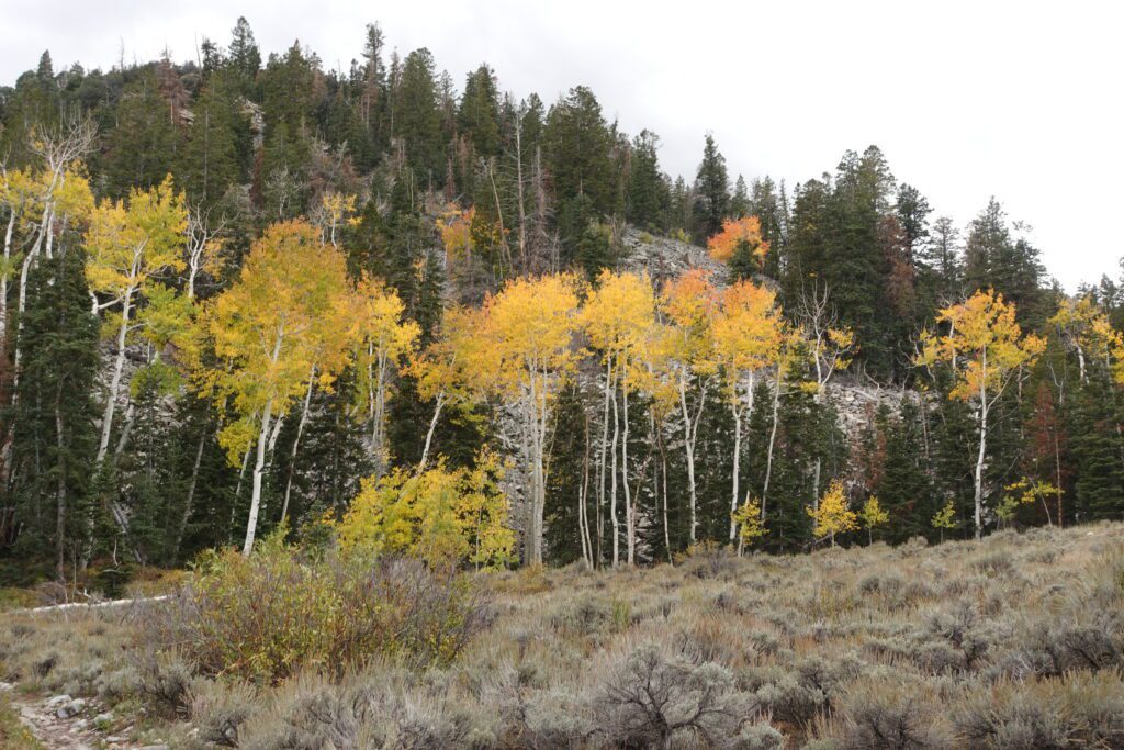 Timber Creek Loop Trail