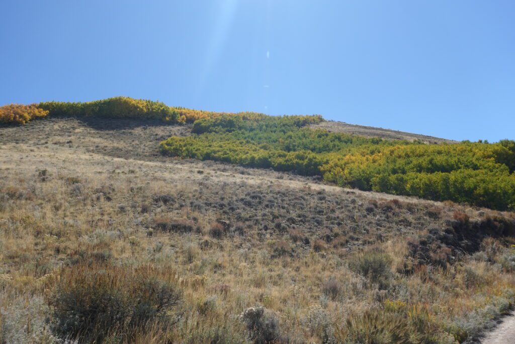Austin, Nevada Fall Color