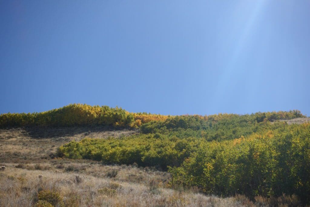 Austin Summit Green and Gold Aspens