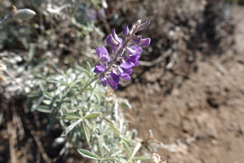 Late Season Lupine