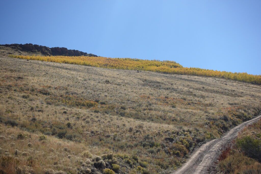 Fall Color Near Austin, Nevada
