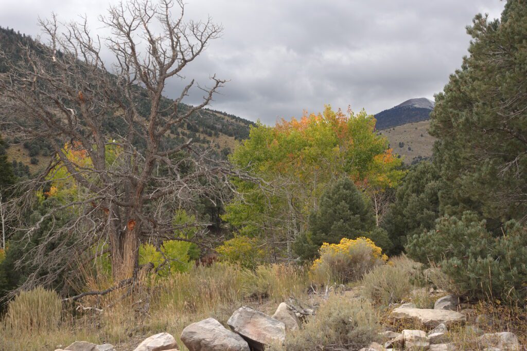 Baker Creek Road Fall Color