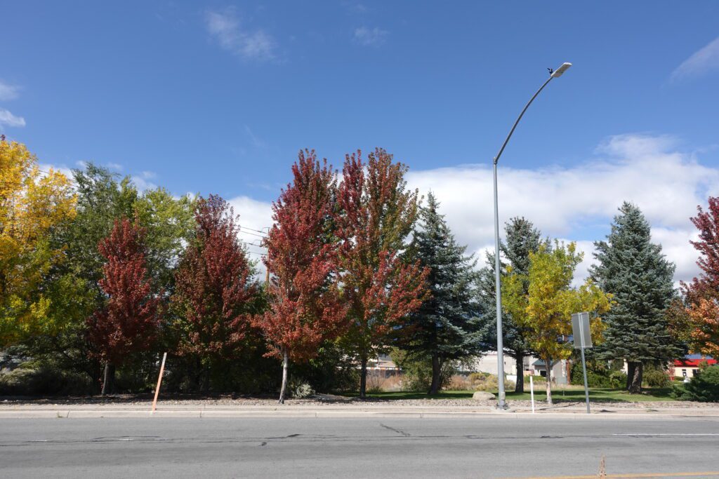 Maples at the Intersection of State Route 88 and Highway 395