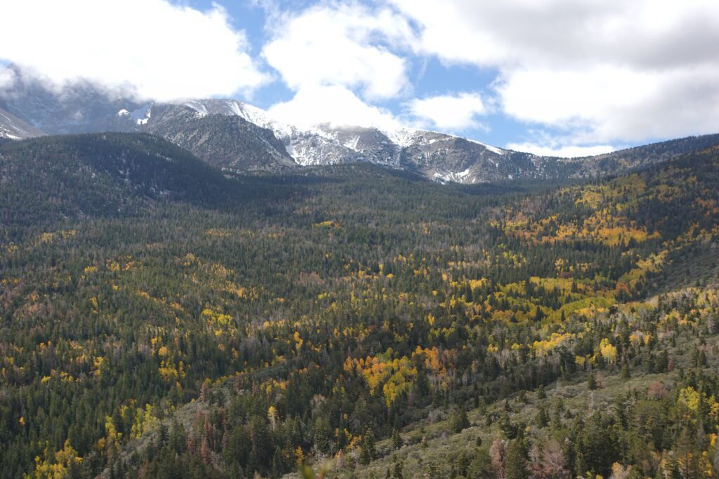 Great Basin National Park Fall Color