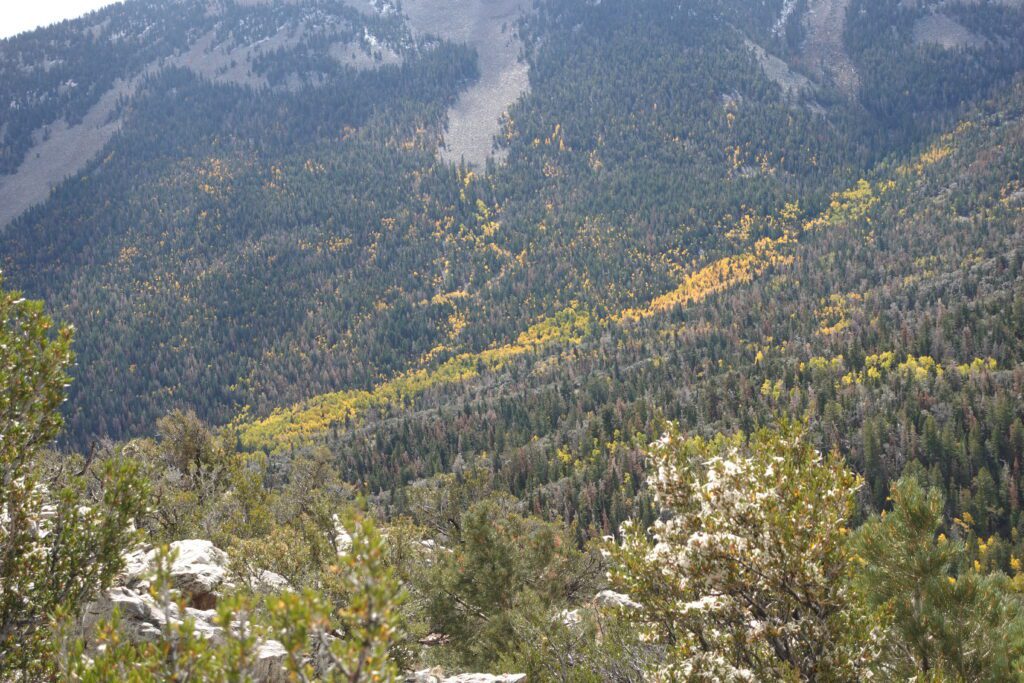 View from Mather Overlook
