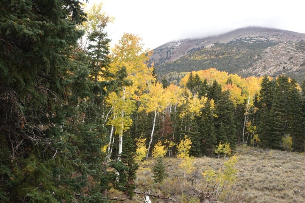 Great Basin National Park Fall Color
