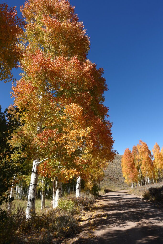 Success Loop Fall Color