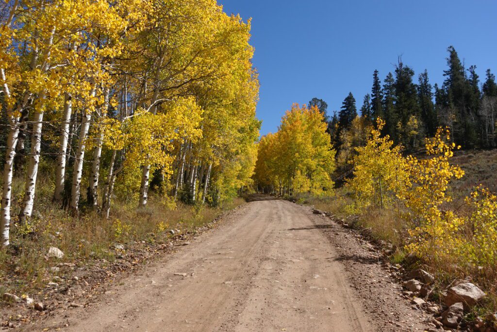 Success Loop Golden Aspens