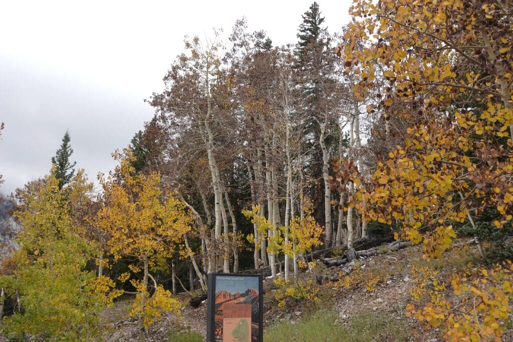 Past Peak fall color at Summit Trailhead