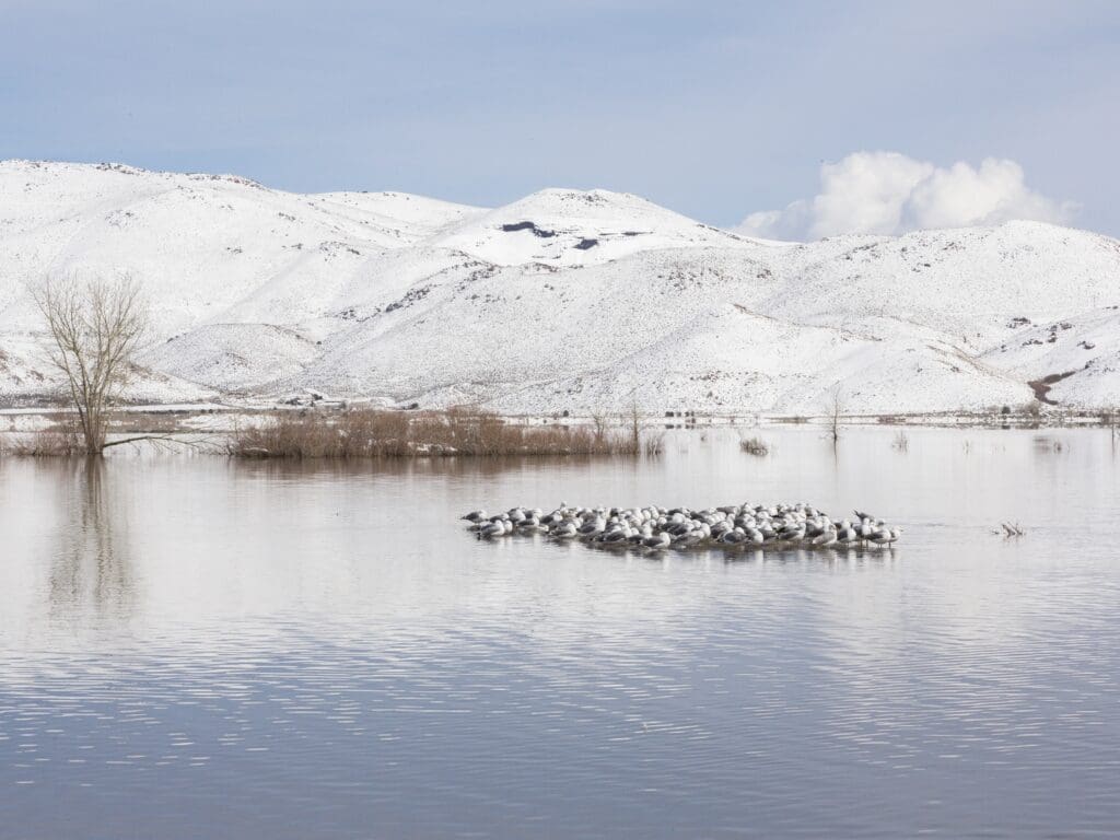 Birds at Washoe Lake