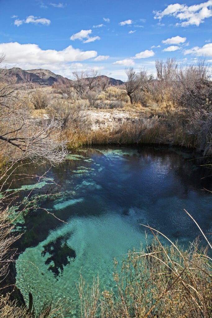 Ash Meadows