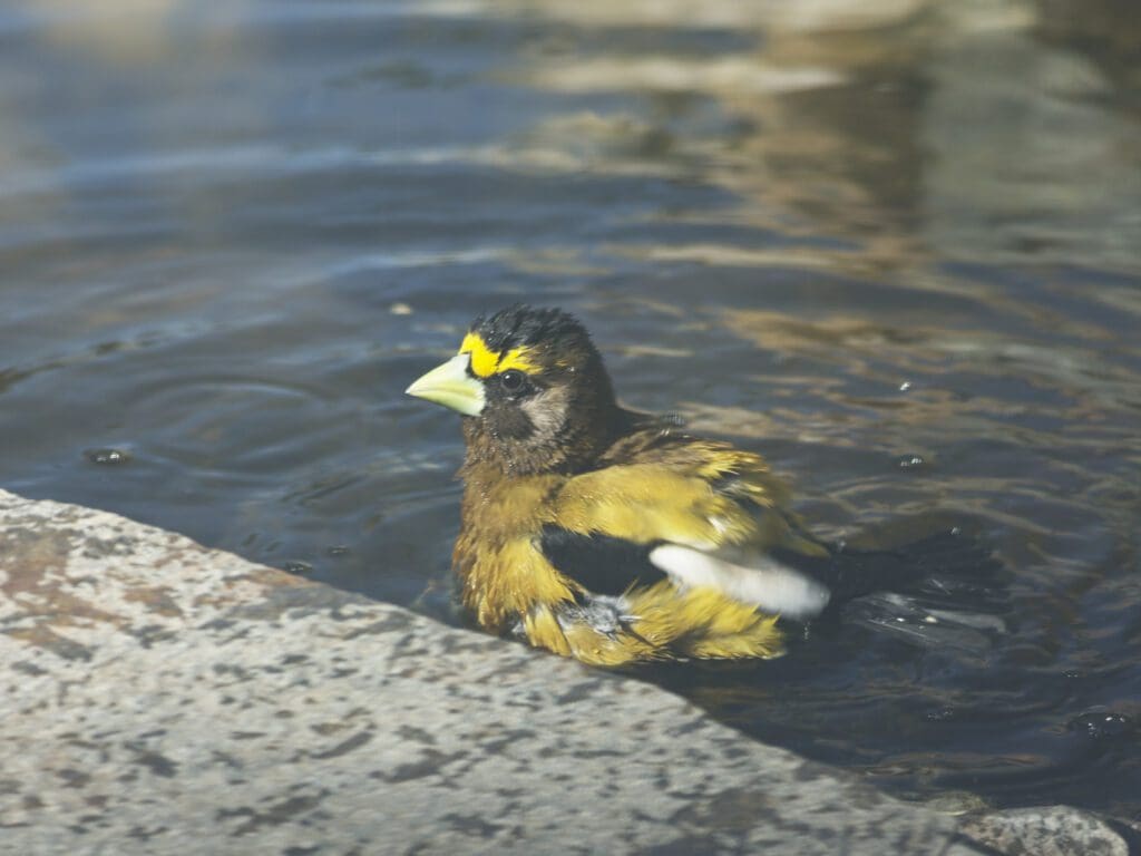 Evening Grosbeak