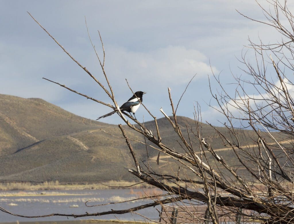 Magpie at Washoe Lake