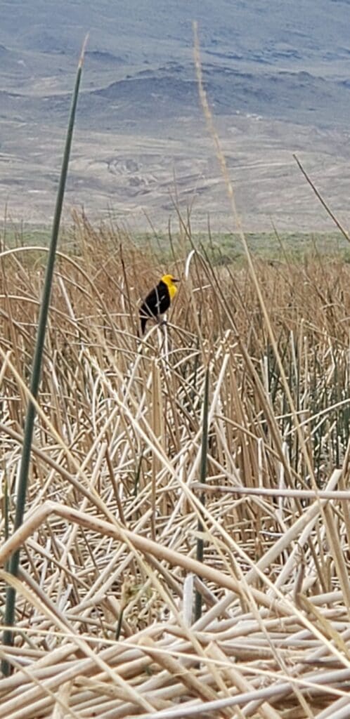 Yellow-headed blackbird