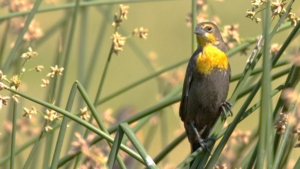 Bird in reeds