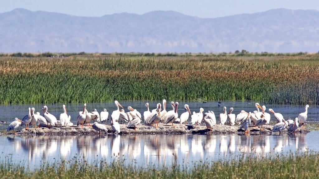 White pelicans at Stillwater National Wildlife Refuge