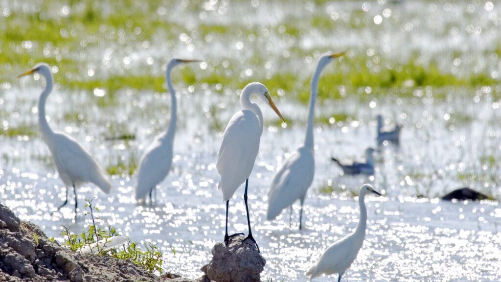 Stillwater National Wildlife Refuge