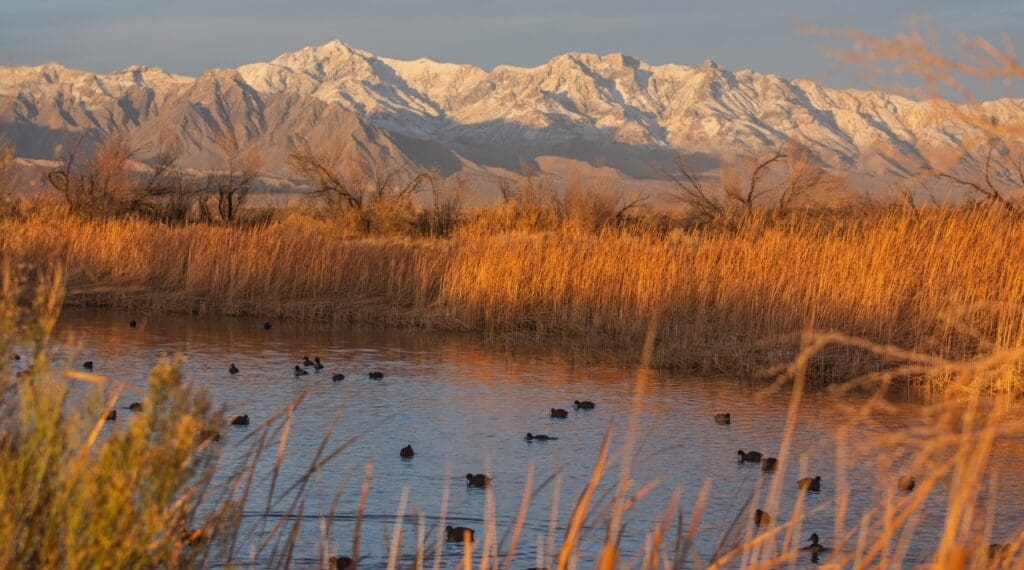 Ash Meadows National Wildlife Refuge