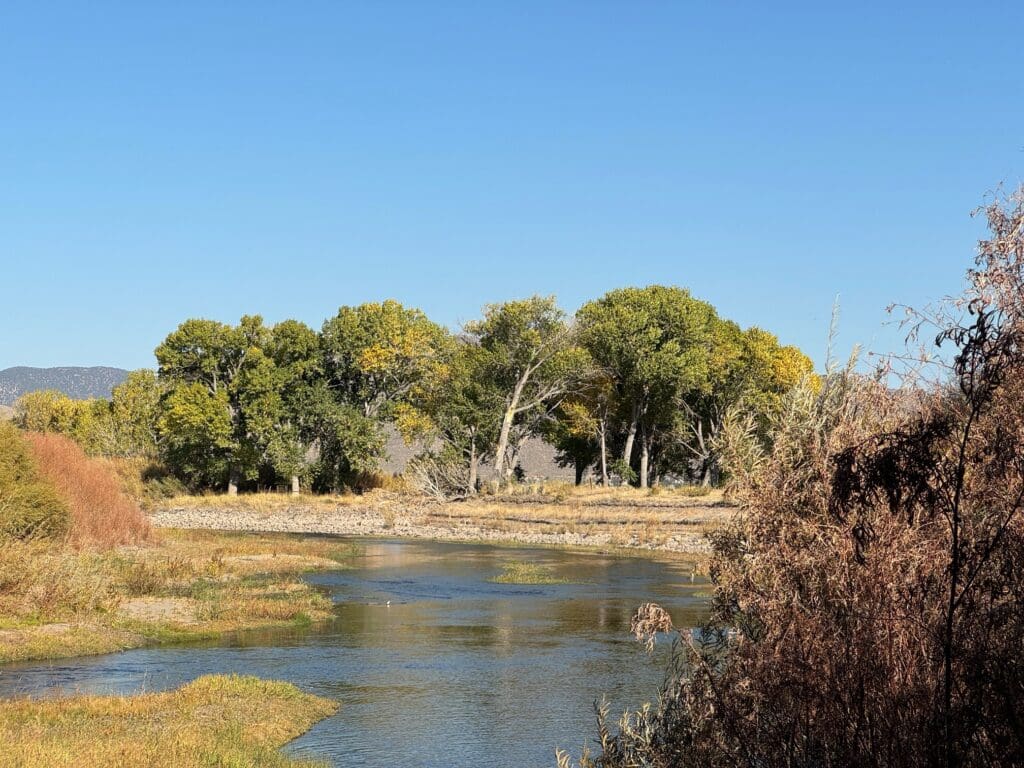 Carson River Cottonwoods