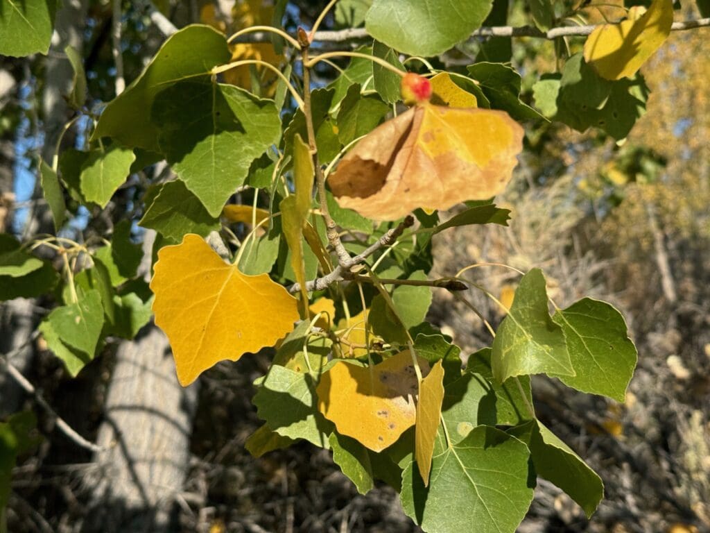 Cottonwood leaves