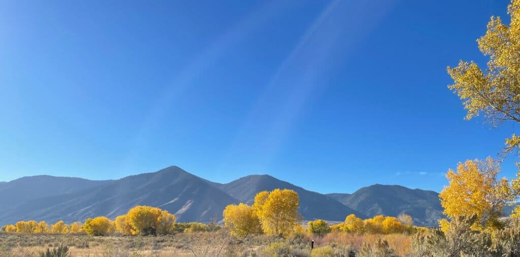 Cottonwoods near Cradlebaugh Bridge