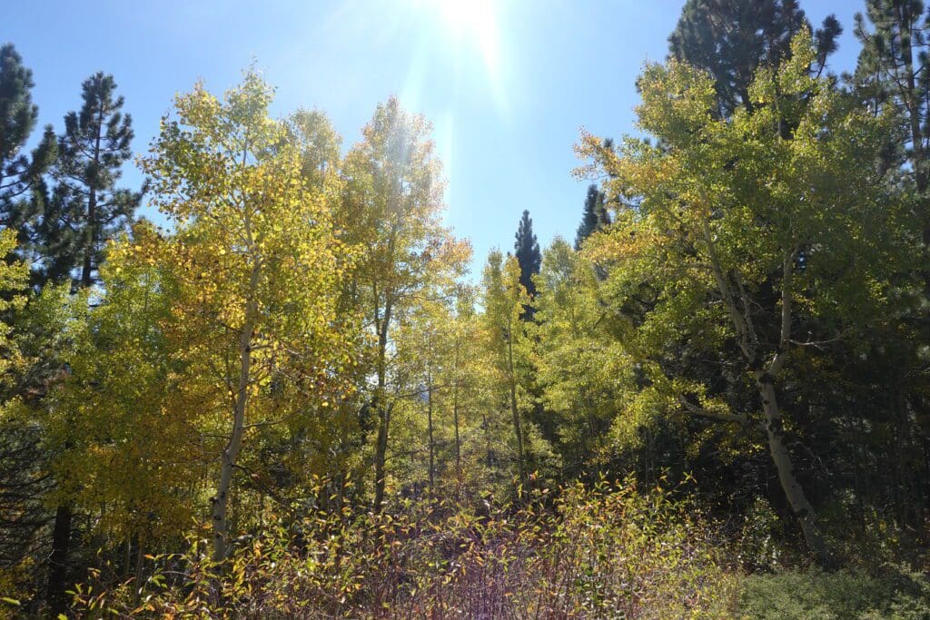 Hope Valley Aspens
