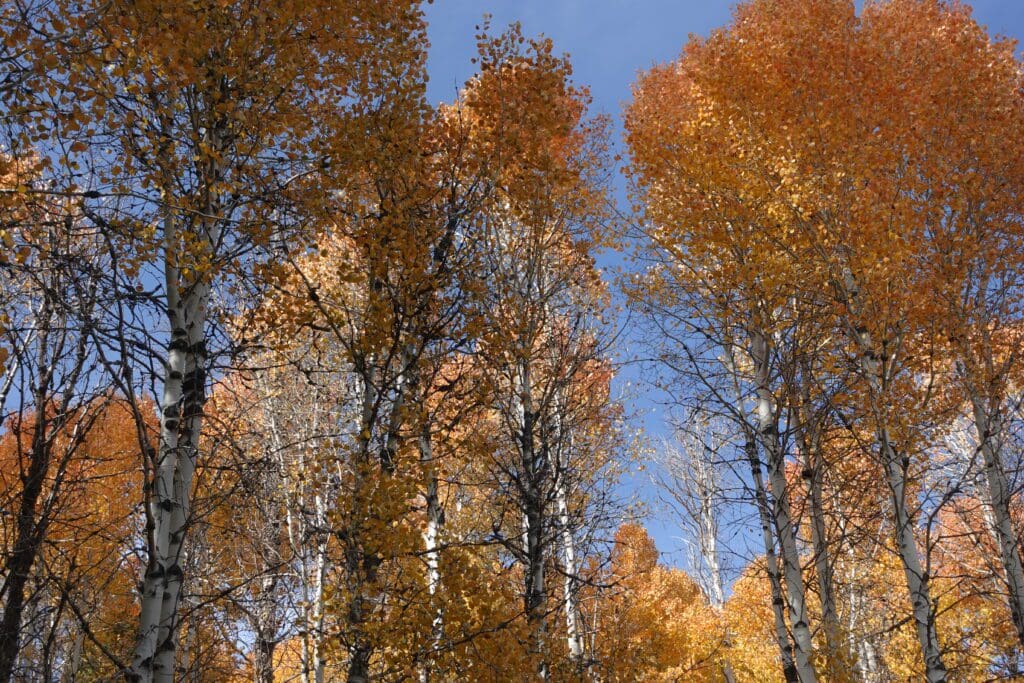 Hope Valley Fall Color