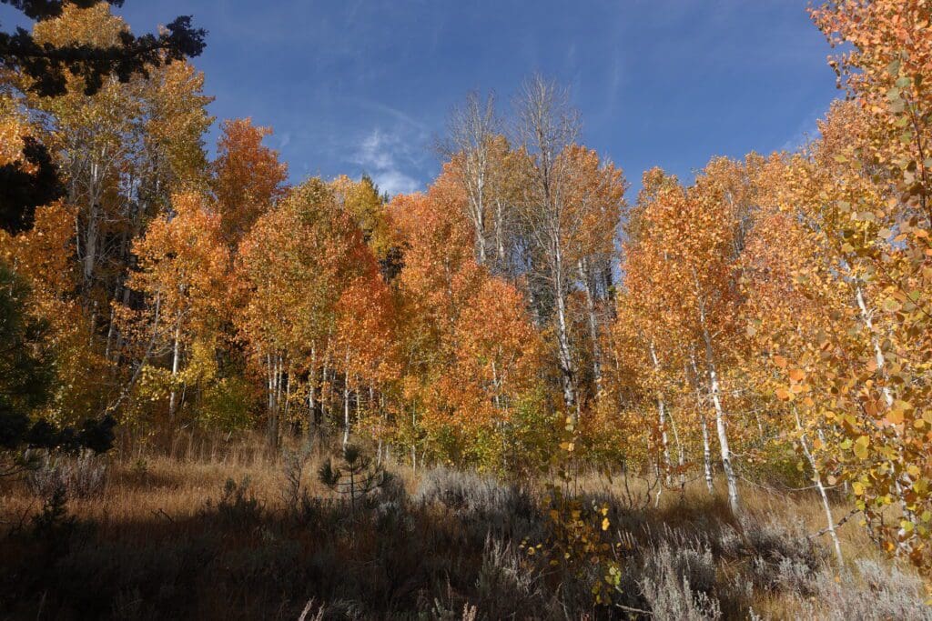 Hope Valley Fall Color 
