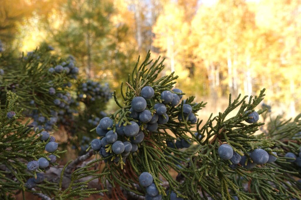 Juniper Berries in Hope Valley 