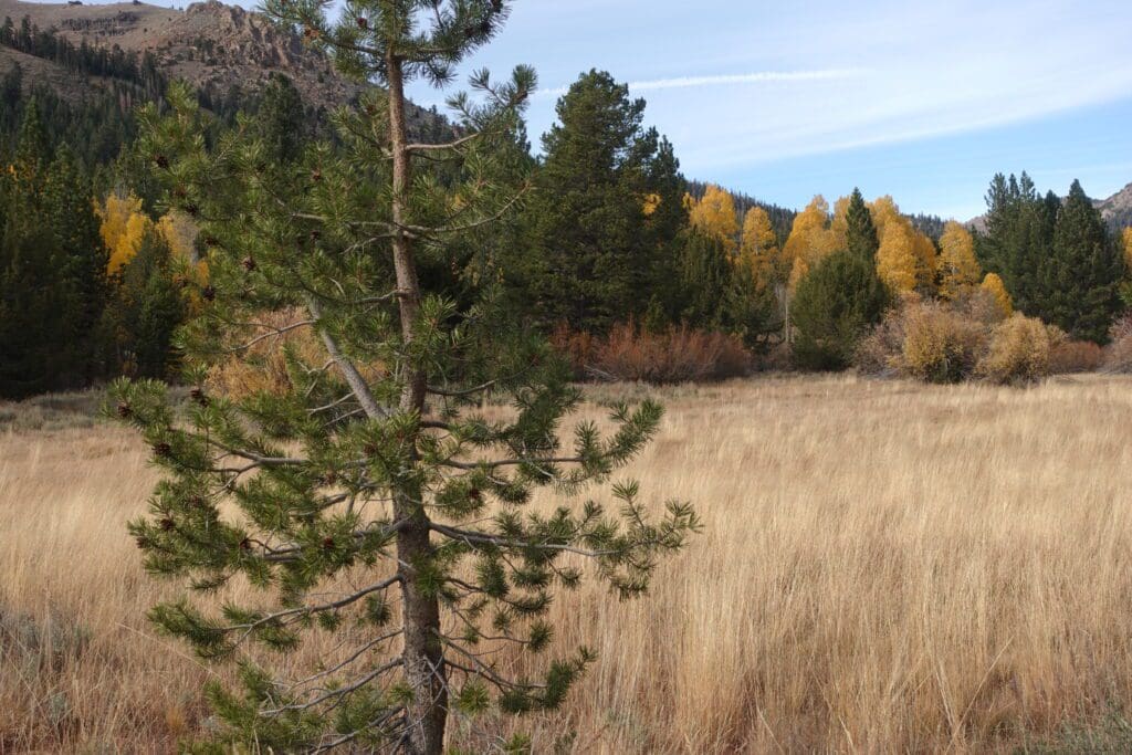 Hope Valley 