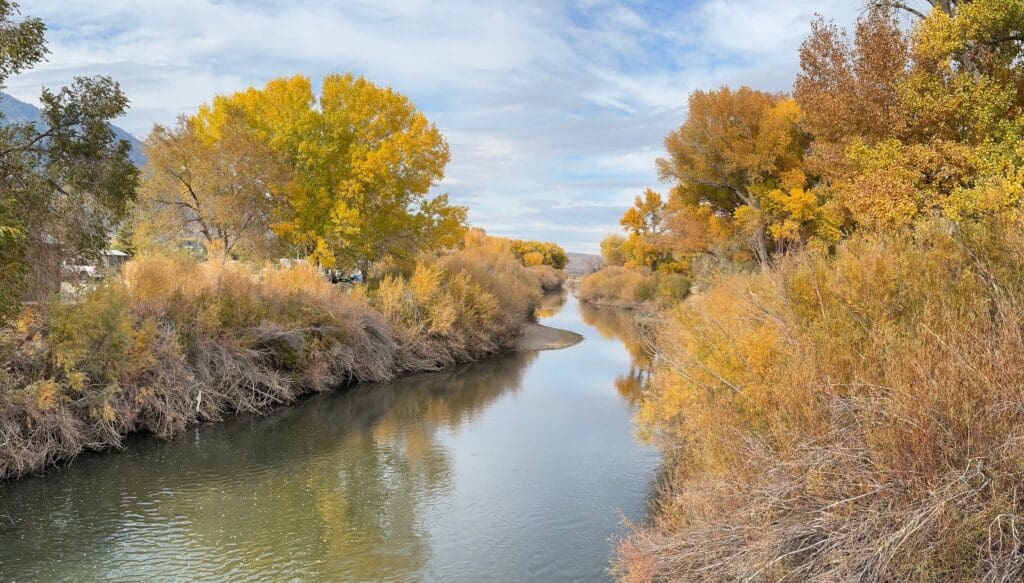 Cottonwoods Near Genoa