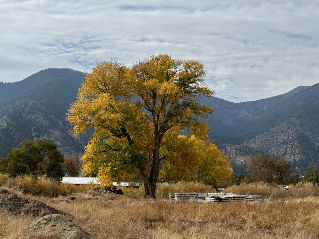 Cottonwood by Genoa