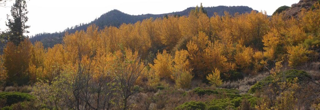 Lower Woodfords Canyon