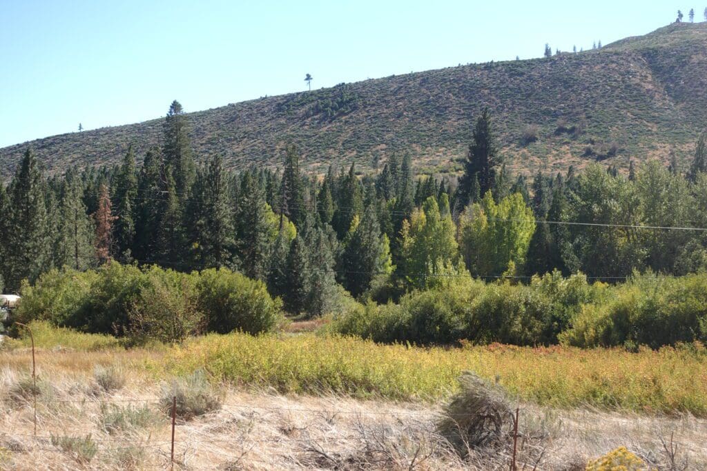 Lower Woodfords Canyon