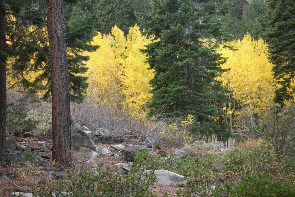 Middle Woodfords Canyon