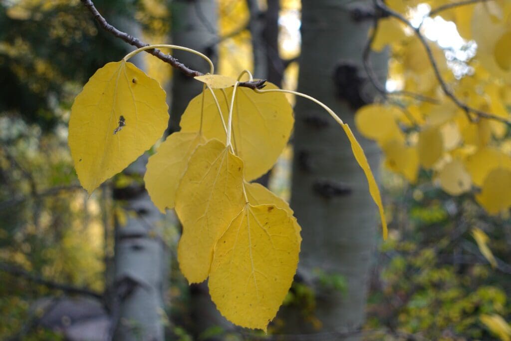 Fall leaves in Woodfords Canyon 