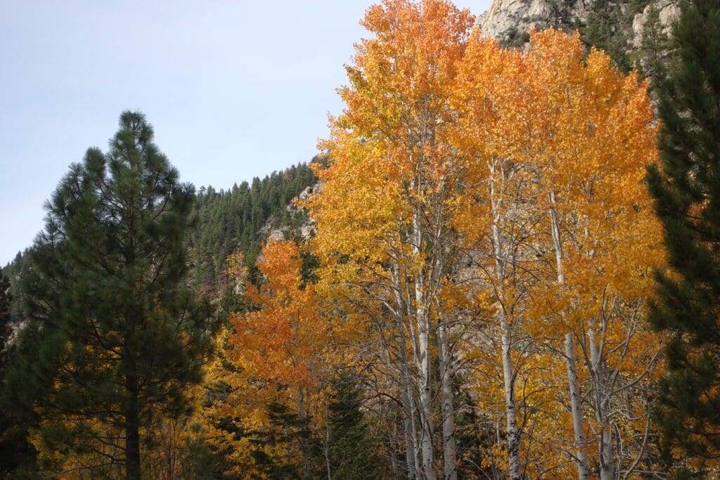 Middle Woodfords Canyon