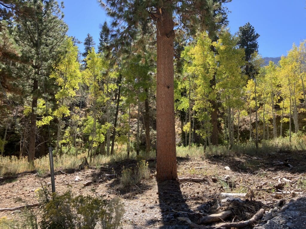 Mt Charleston Fall Color