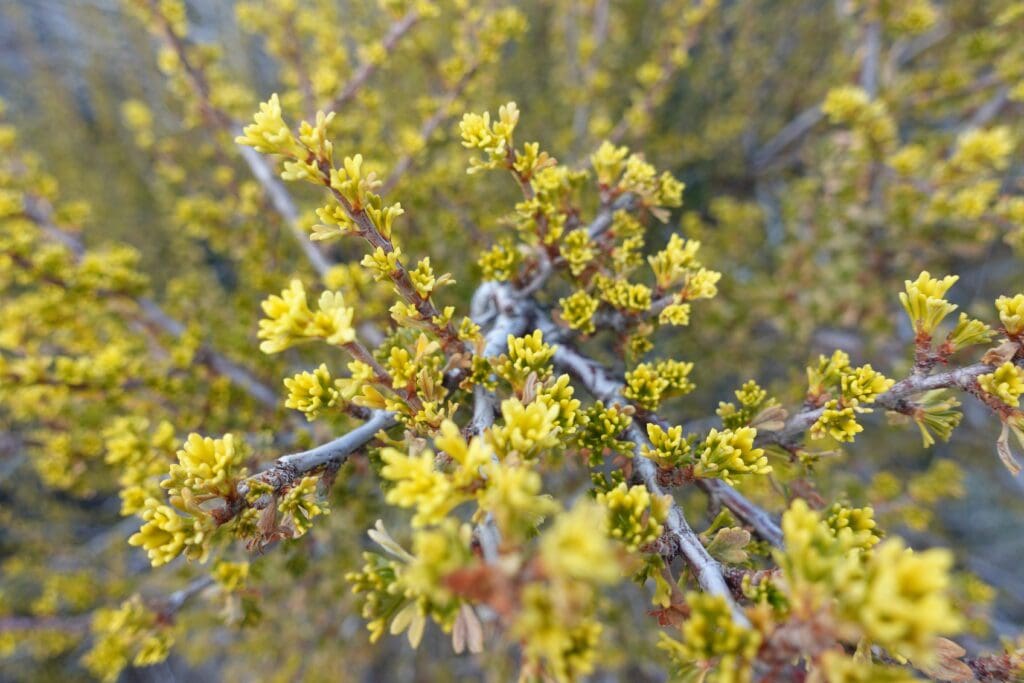 Bitterbrush in Fall