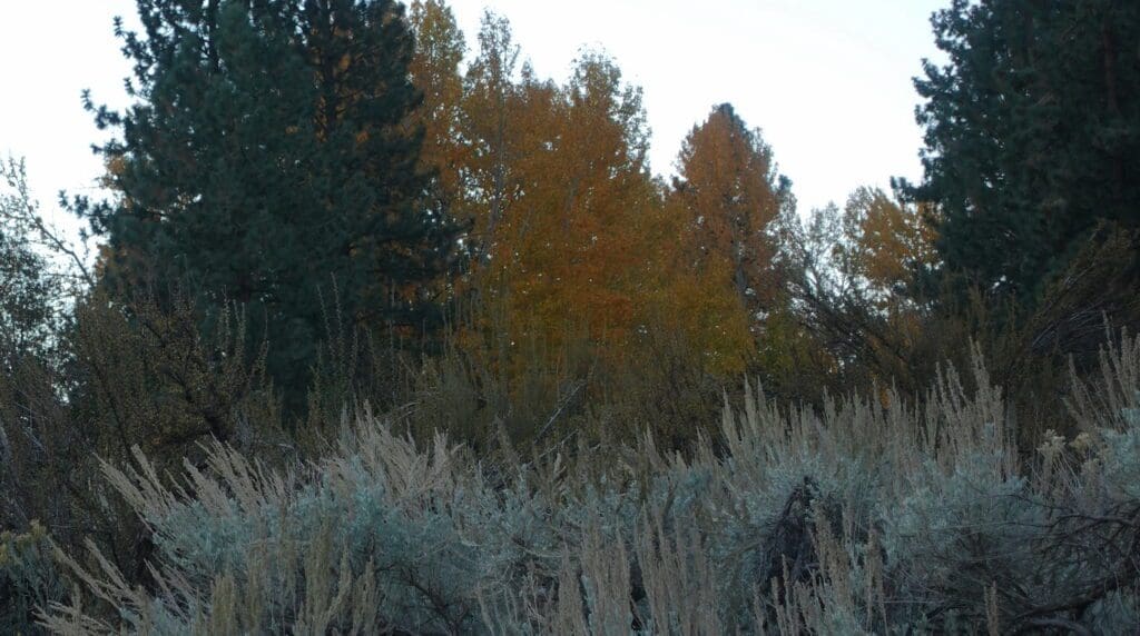 Fall foliage at sunset