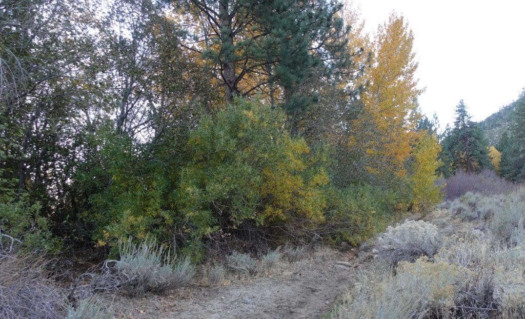 Fay Lither Trail in Fall