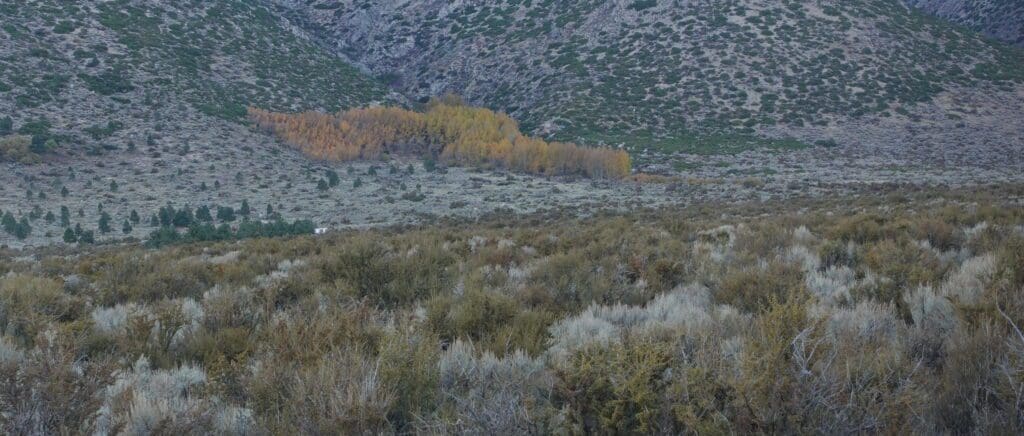Fall Color, Woodfords Canyon