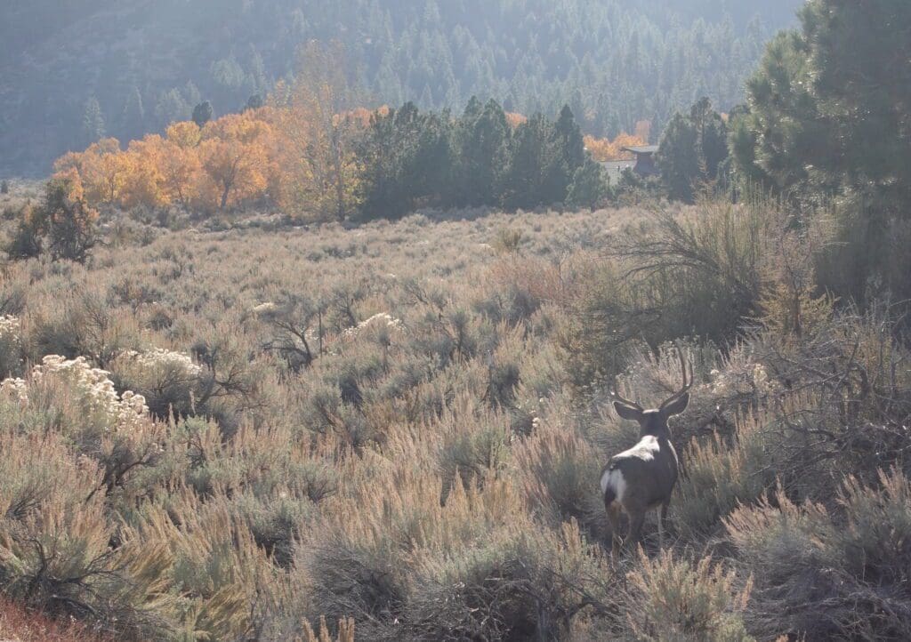 Deer Near the Fay Luther Trail