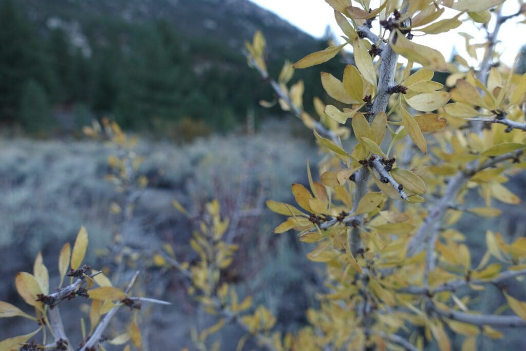 Desert peach in fall