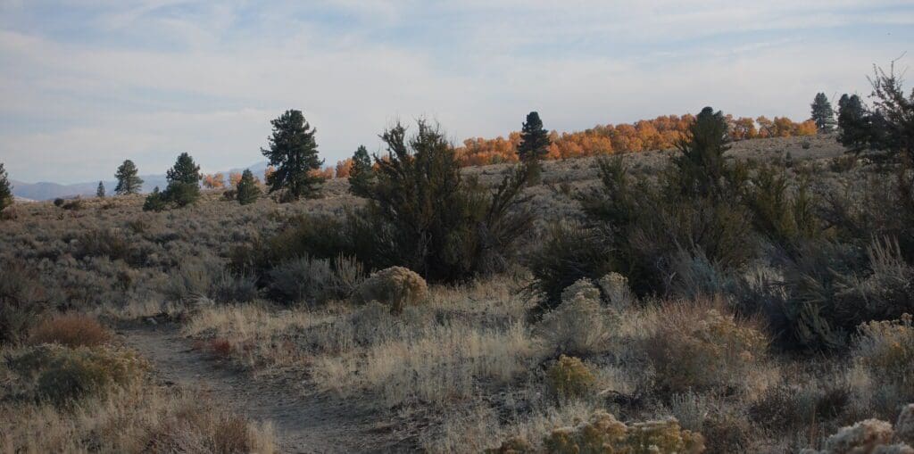 Fall Color on Fay Luther Trail