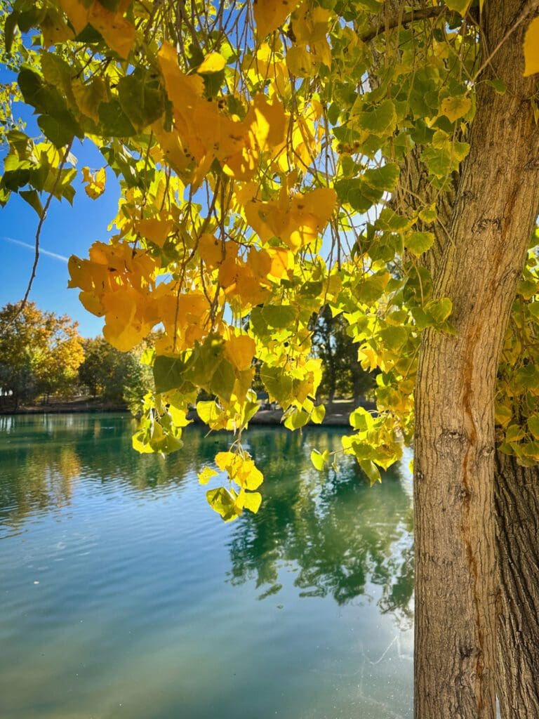 Floyd Lamb Park, Fall Color