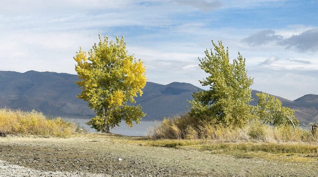 Washoe Valley Fall Color