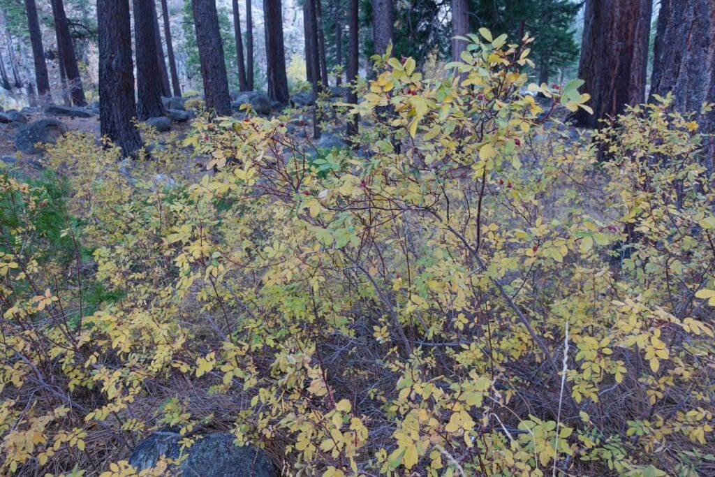 Wild Roses, Woodfords Canyon