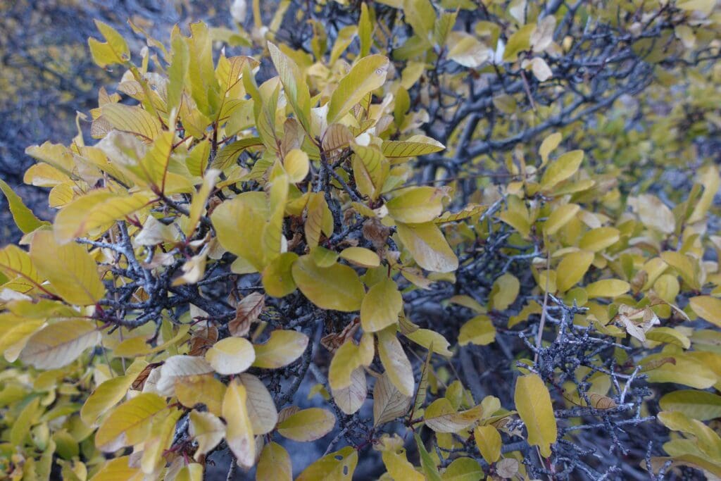 Understory in Fall, Woodfords Canyon