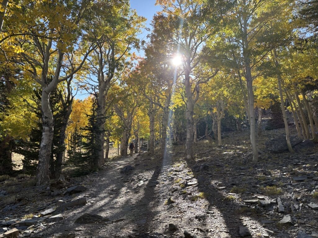 Great Basin National Park autumn color